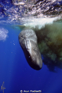 When spooked, a sperm whale will make a huge cloud of poo... by Arun Madisetti 